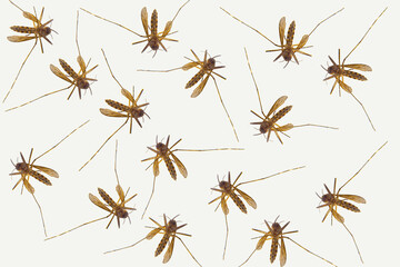 Several Mosquitoes on a white background. Concept: Mosquito season