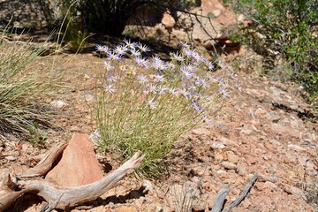 Wildflowers at Utah Escalante Petrified Forest State Park