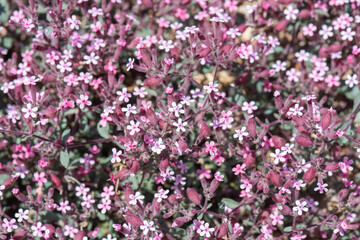 Fototapeta premium pink flowers in the garden