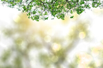 Green leaves blurred background with beautiful bokeh.