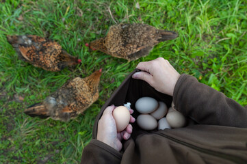 Obraz premium An woman collects, cradles and holds skirt of fresh and dirty organic free range chicken eggs against her chest collected from a farm hen house in Moscow region taken to be washed..