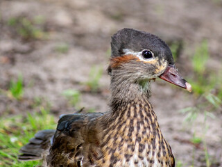 mandarynka © Henryk Olszewski