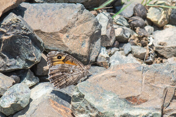 Satyridae / Güney Kızılmeleği / / Hipparchia aristaeus