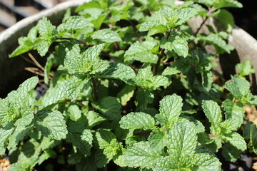 Mentha in the garden close up