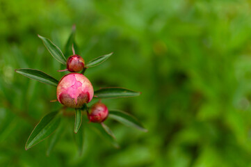 Pink Tree Peony buds on blurred greenery background with space for text. Paeonia suffruticosa.