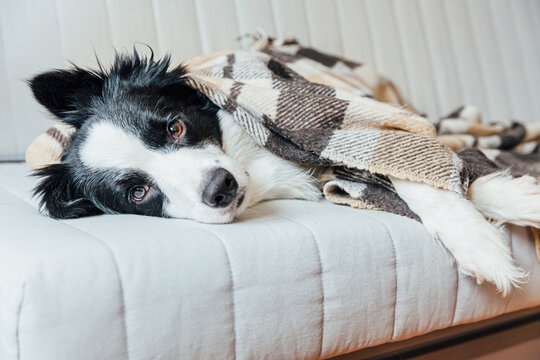 Funny Puppy Dog Border Collie Lying On Couch Under Plaid Indoors. Lovely Member Of Family Little Dog At Home Warming Under Blanket In Cold Fall Autumn Winter Weather. Pet Animal Life Concept.