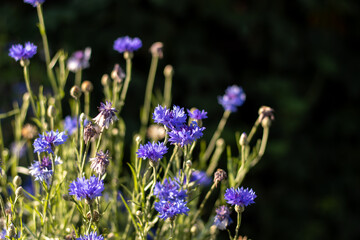 Wildflowers blue cornflowers in the sunlight. Close-up with a blurred background.