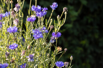 Wildflowers blue cornflowers in the sunlight. Close-up with a blurred background.