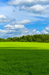 Sunny spring or summer rural landscape with green field and mixed coniferous and deciduous forest on a background.