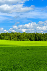 Fototapeta na wymiar Sunny spring or summer rural landscape with green field and mixed coniferous and deciduous forest on a background.