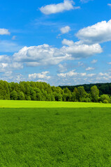 Sunny spring or summer rural landscape with green field and mixed coniferous and deciduous forest on a background.