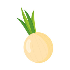 Isolated onion vegetable vector design