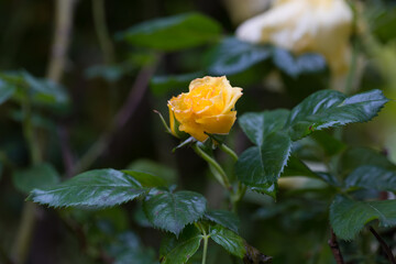 Żółty kwiat róży rozwijający się na krzewie w ogrodzie - obrazy, fototapety, plakaty