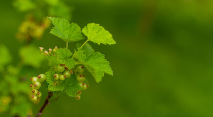 Fototapeta na wymiar Ripening Red Currant fruits on a blurred greenery background with copy space. Ribes rubrum.