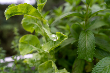 Regentropfen auf einem großen Blatt