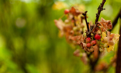 Old Red Currant fruits on a blurred floral background with space for text. Ribes rubrum.