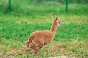 Obraz premium baby Alpaca living on a home farm