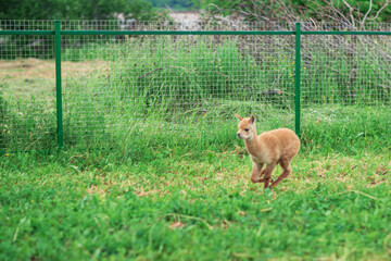 baby Alpaca living on a home farm