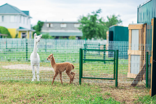 baby Alpaca living on a home farm