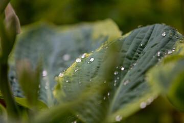 Regentropfen auf einem großen Blatt