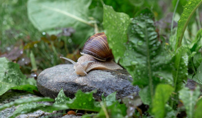 Eine Schnecke im Garten