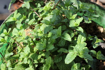 Mentha in the garden close up
