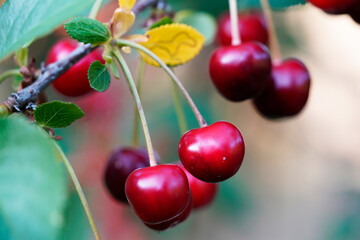 Close up of red cherries on the branch 