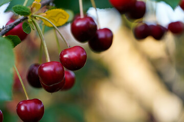 Close up of red cherries growing on the tree