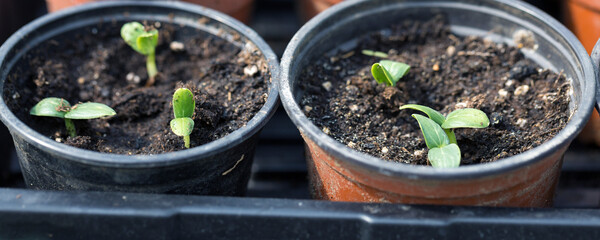 Germination of seedlings of cucumbers in pots with natural fertilizer in greenhouse conditions.
