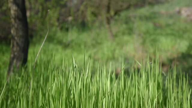 Green grass swaying in the wind. In the background one tree. Green grass close-up. Selective focus