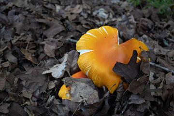 Obraz premium Mushrooms pushing up thru leaves