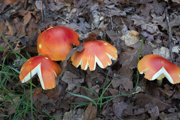 Mushrooms in leaf pile
