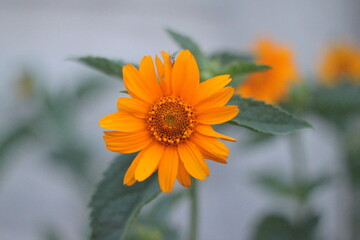 orange flower in the garden