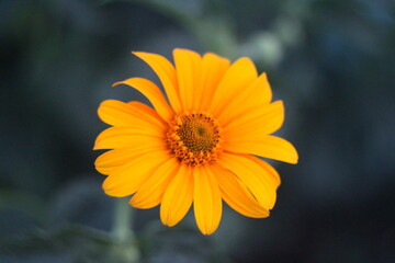 yellow flower on a green background