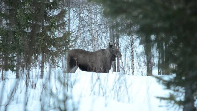 moose feeding of trees in winter forest, northern Norway