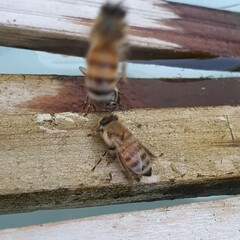 dead fish in the river