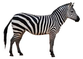 Fotobehang Zebra geïsoleerd op een witte achtergrond. Zebra-uitsparing over de volledige lengte © Tasha Ro
