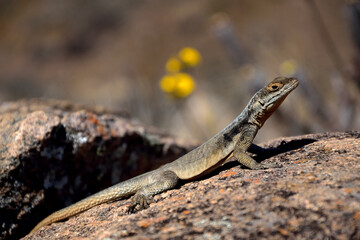 MADAGASCAR LIZARDS. ENDEMIC SPECIES IN AFRICA.