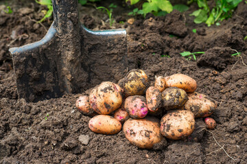 Fresh organic potatoes in the field. Harvesting potatoes from soil. Potato harvest shovel at the potatoes plantation