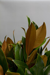 Close-up bouquet of fresh green and brown magnolia leaves on gray background, selective focus