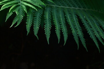 A fern leaf against the dark