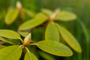 Fresh Rhododendron bud on a green floral background. Rhododendron Catawbiense Grandiflorum.