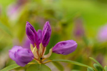 Blooming pink rhododendron flower bud on a green floral background with copy space.  Rhododendron Catawbiense Grandiflorum.