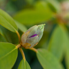 Fresh Rhododendron bud on a blurred floral background. Rhododendron Catawbiense Grandiflorum.