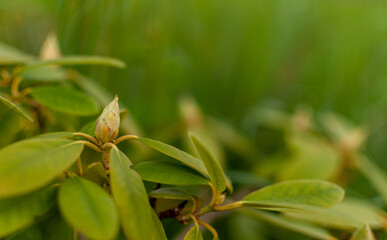 Fresh Rhododendron bud on a green blurred background. Rhododendron Catawbiense Grandiflorum.