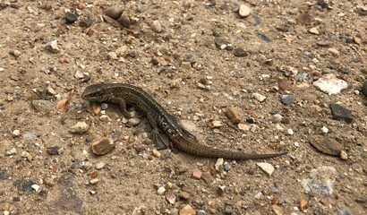 common lizard