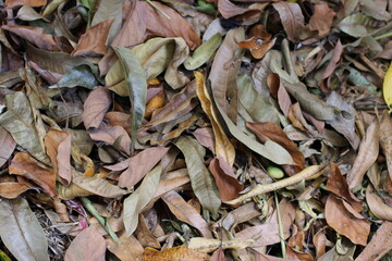 DEad leafs in the  floor