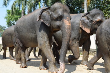 Fototapeta premium SRI LANKAN ELEPHANTS IN PINNAWALA.