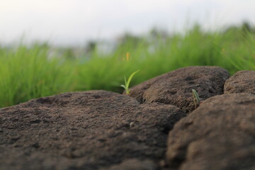 green grass and soil