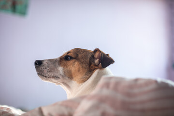 Puppy laying in bed with blankets wrapped around him